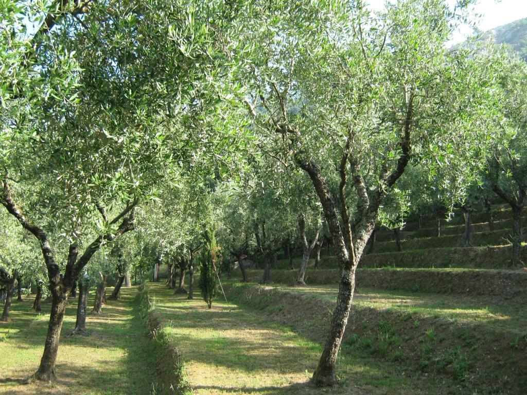 L'Arcadia Guest House Pietrasanta Ngoại thất bức ảnh